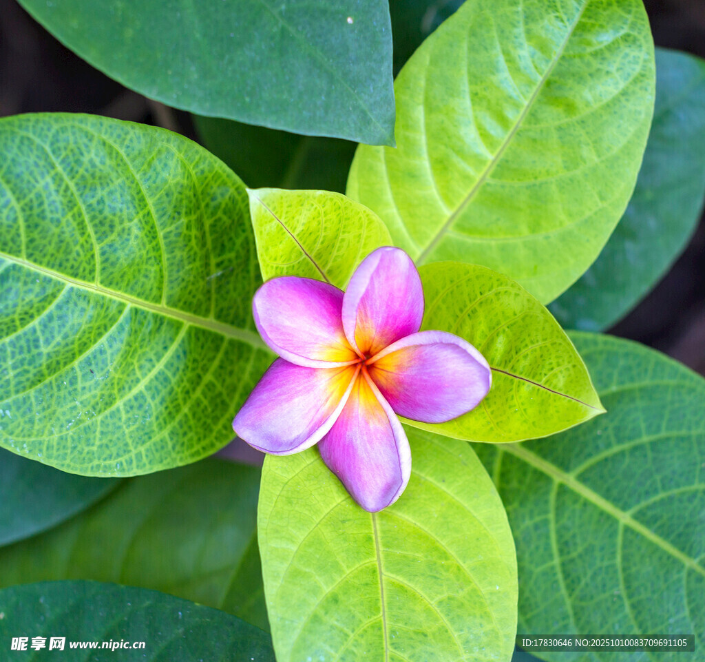 娇艳鸡蛋花绽放绿叶间