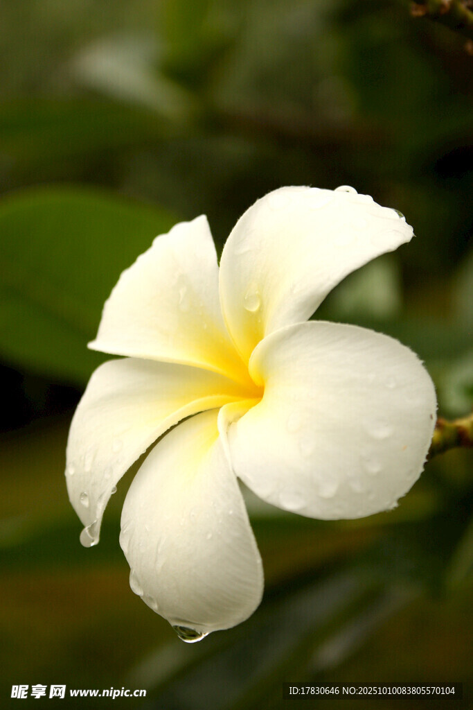 带水珠的白色鸡蛋花