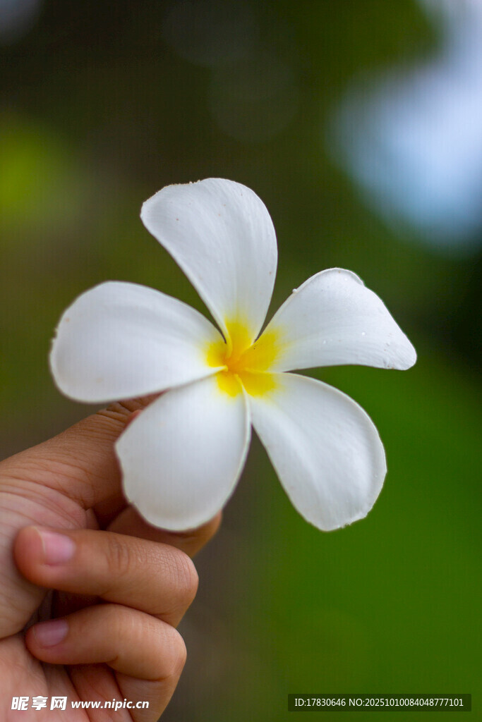 手托素雅鸡蛋花