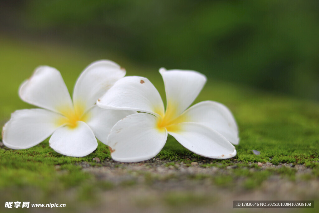 两朵白色鸡蛋花