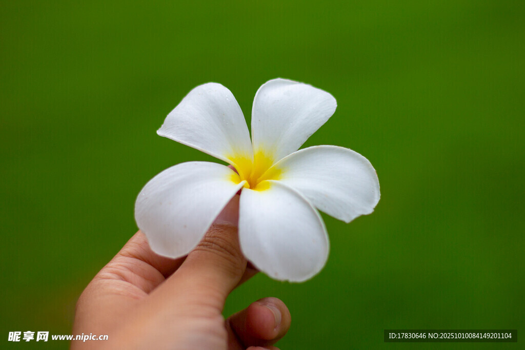 手捧白色鸡蛋花