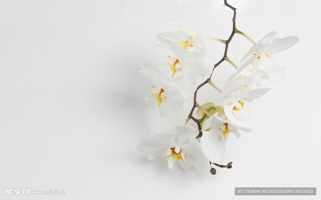 兰花