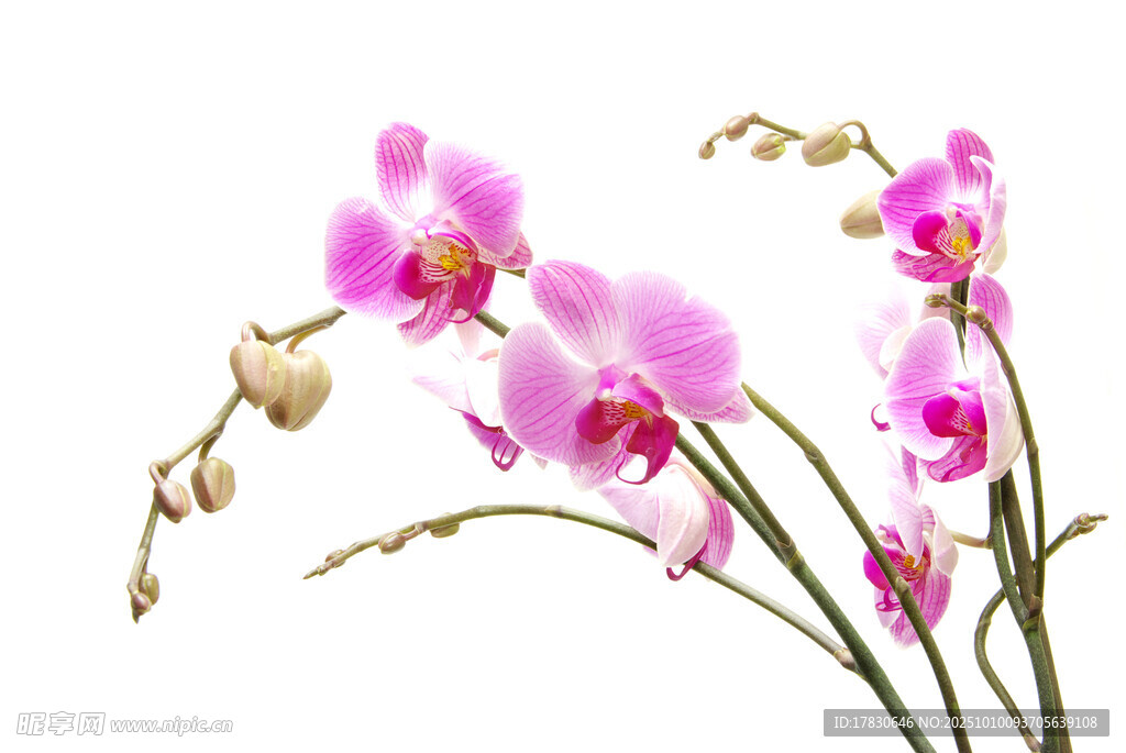 兰花