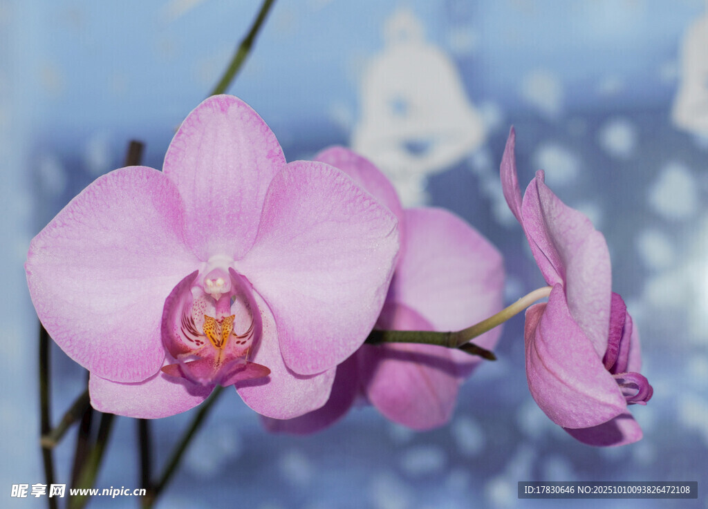 兰花