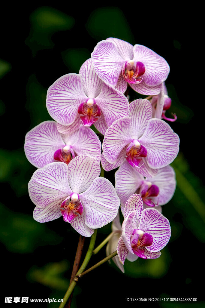 兰花