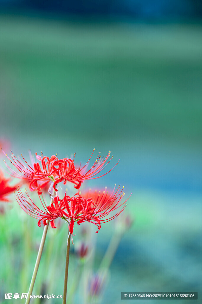 娇艳红花绽放于绿意间