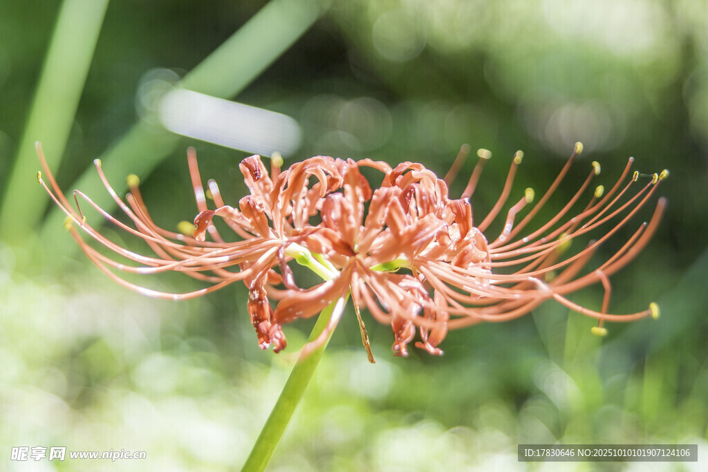 娇艳曼珠沙华绽放瞬间