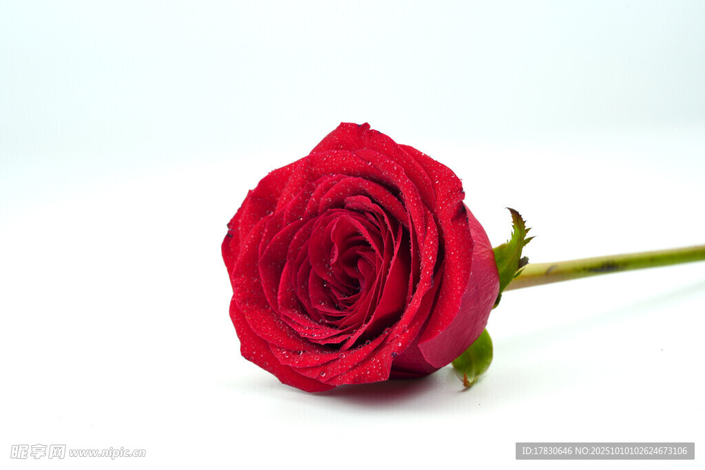玫瑰花