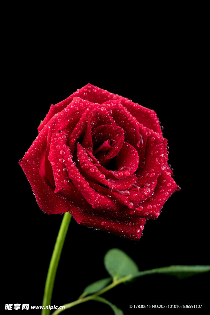 玫瑰花