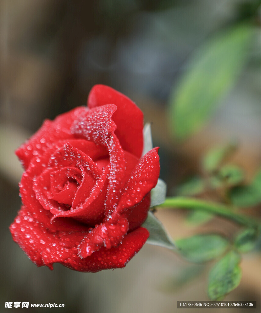 玫瑰花