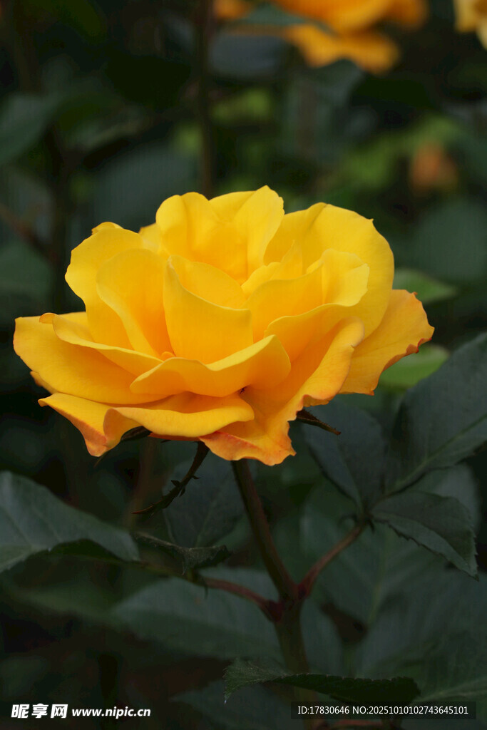 玫瑰花