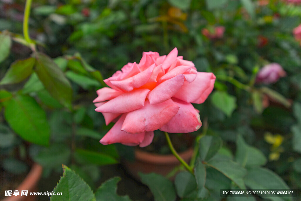 玫瑰花