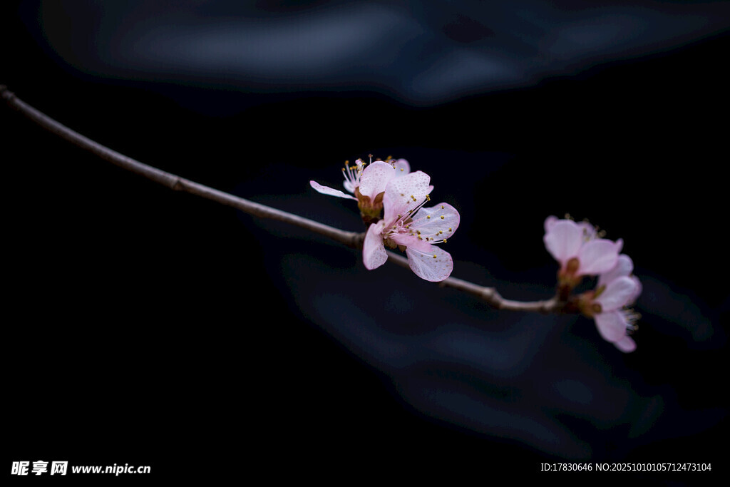 梅花