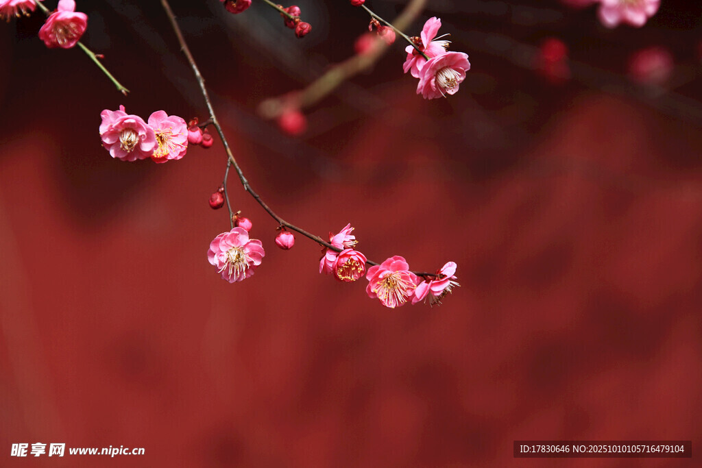 梅花