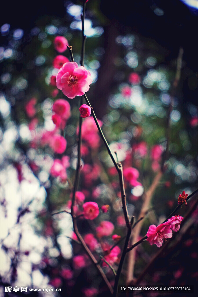 梅花