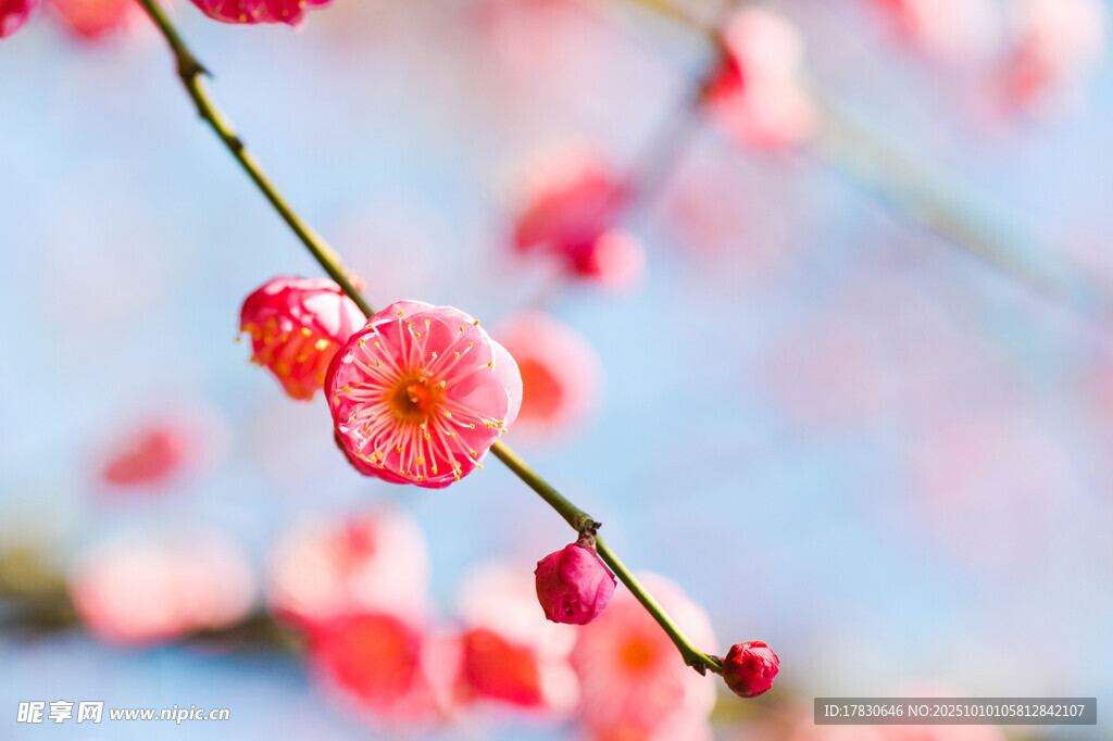 梅花