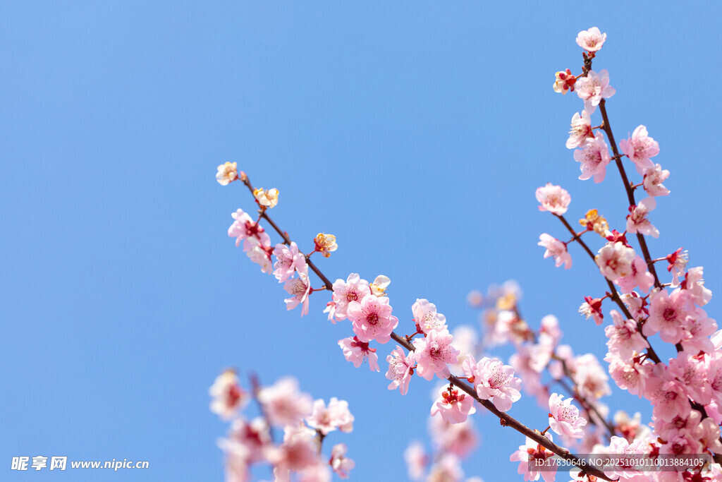 梅花
