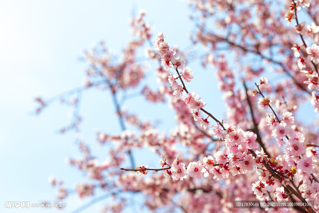 梅花