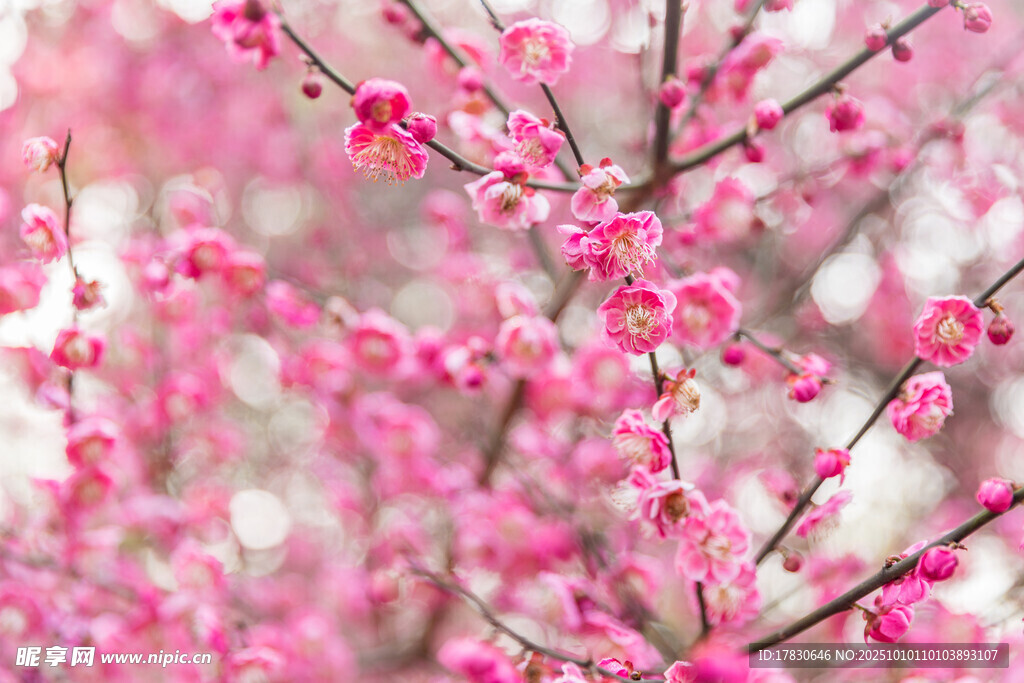 梅花