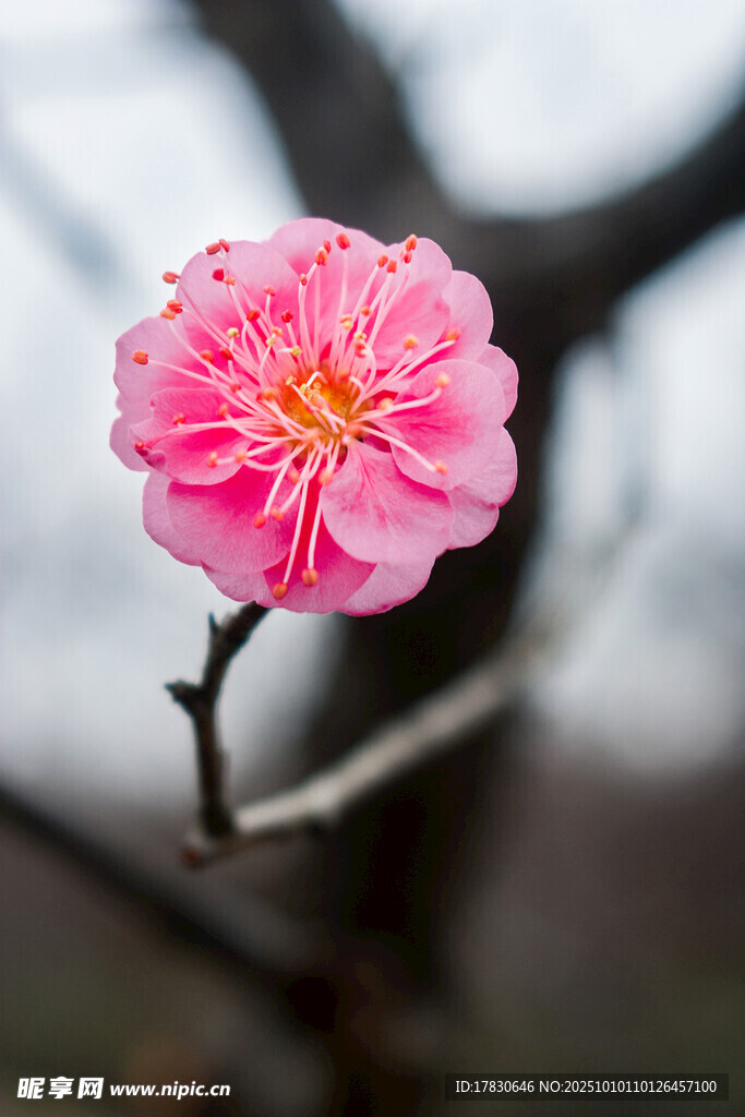 梅花