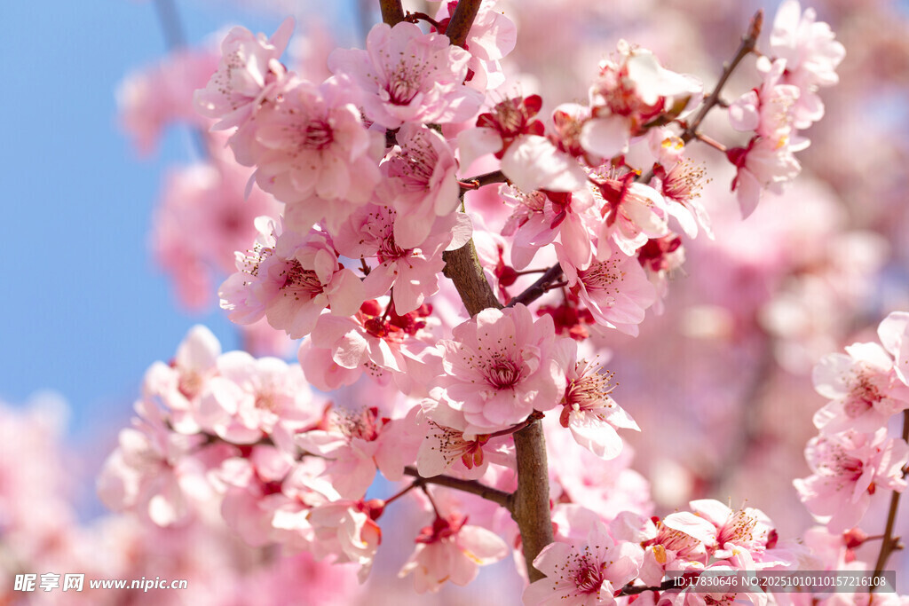 梅花