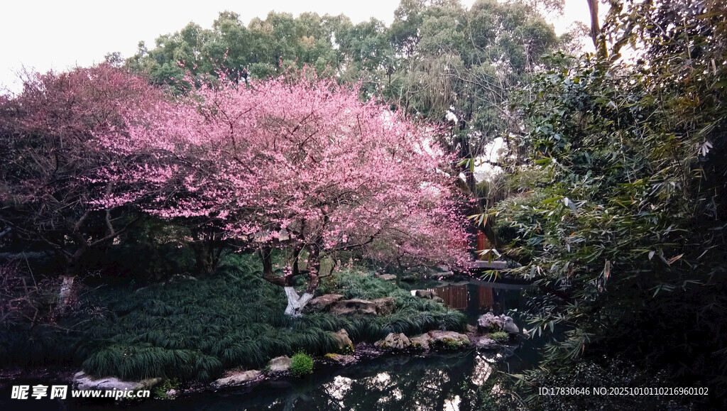 梅花