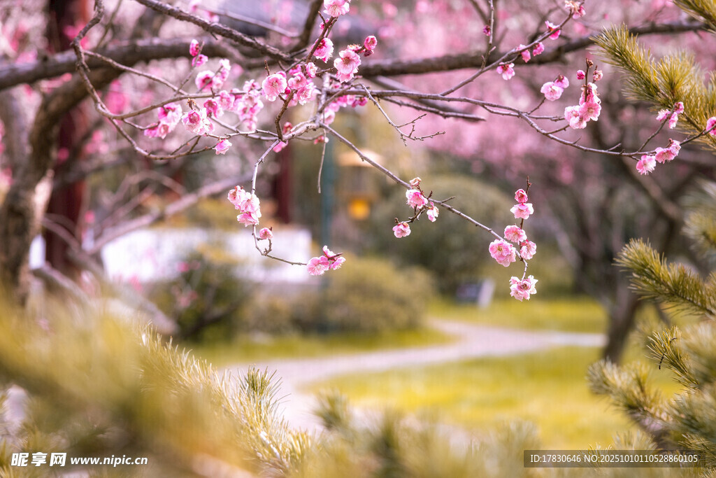 梅花