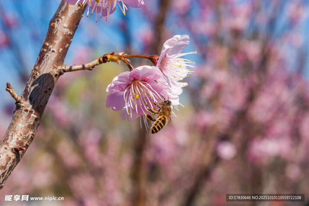 梅花