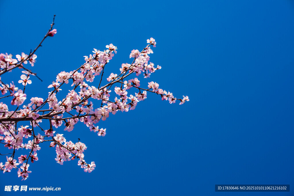 梅花