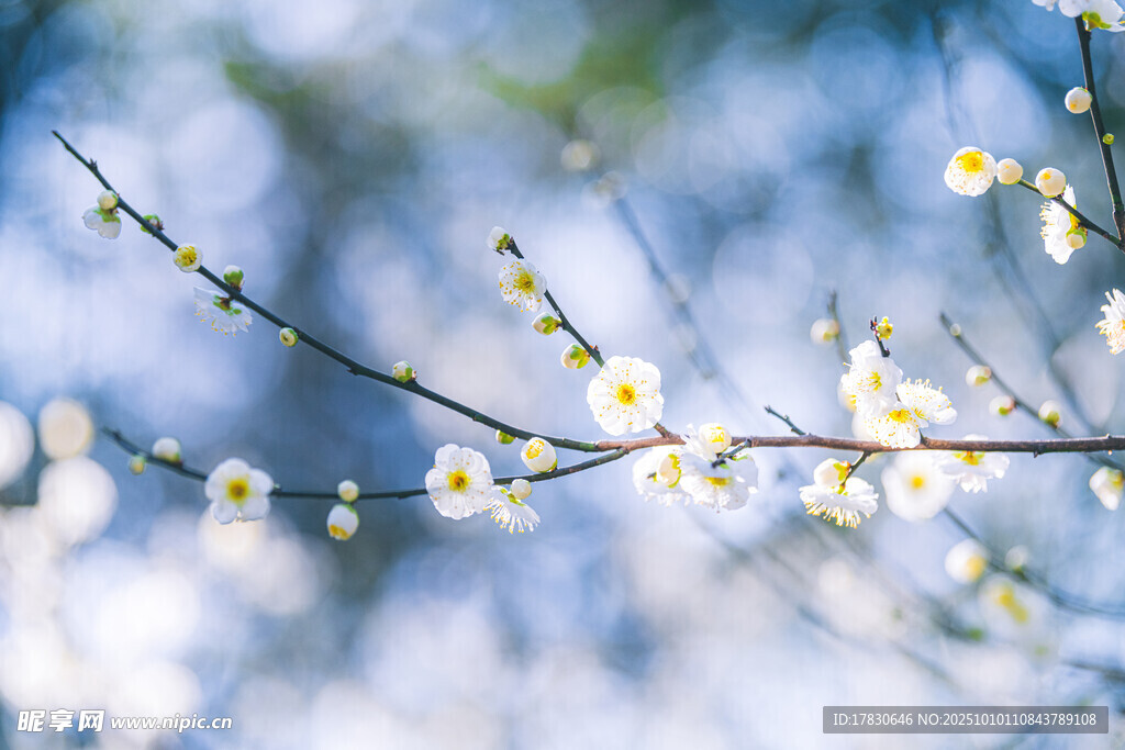 梅花