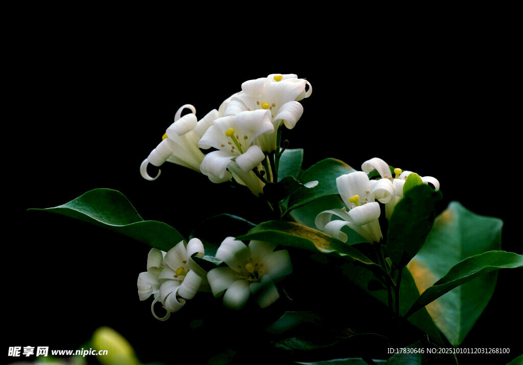 茉莉花