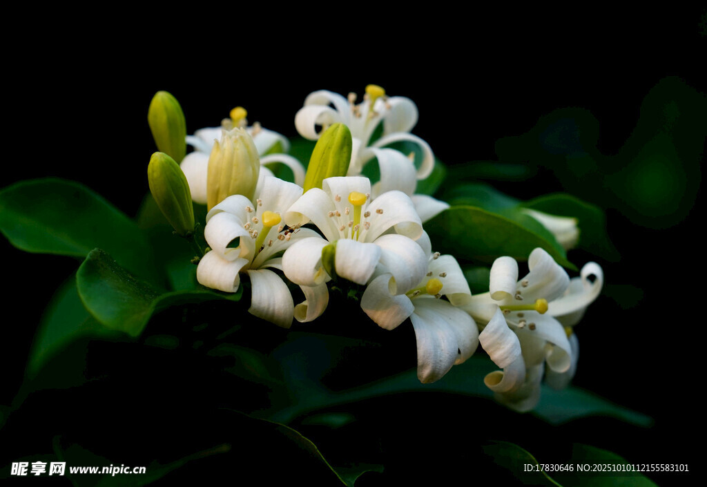 茉莉花