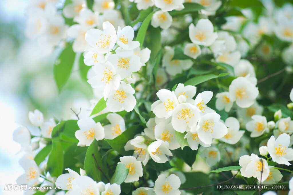 茉莉花