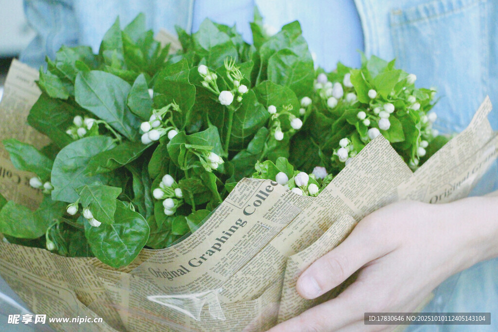 茉莉花