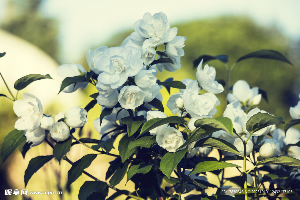 茉莉花