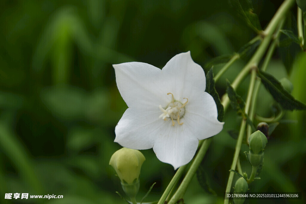 茉莉花