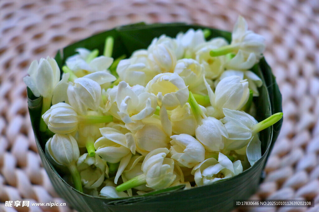 茉莉花