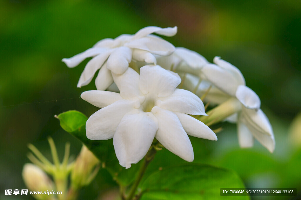 茉莉花
