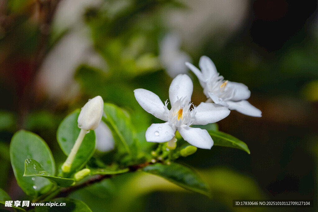 茉莉花