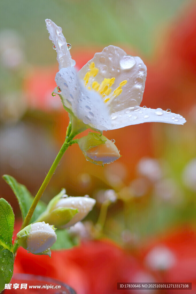 茉莉花