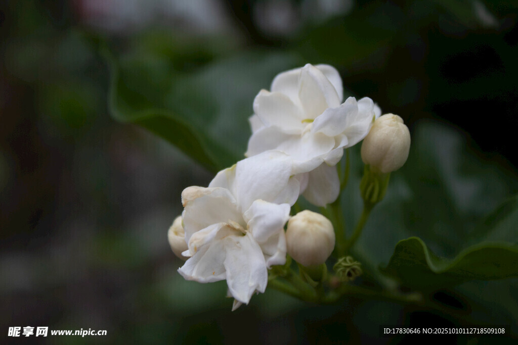 茉莉花