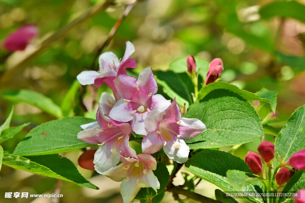 茉莉花
