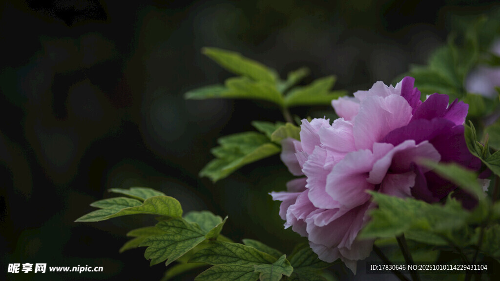 牡丹花
