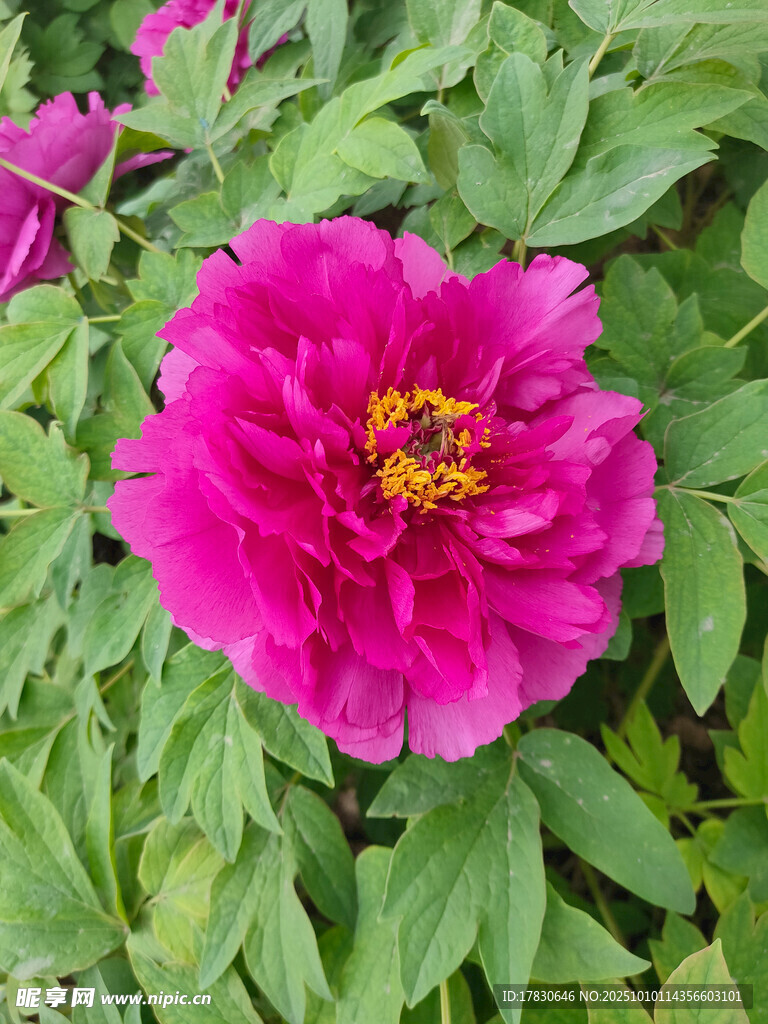 牡丹花