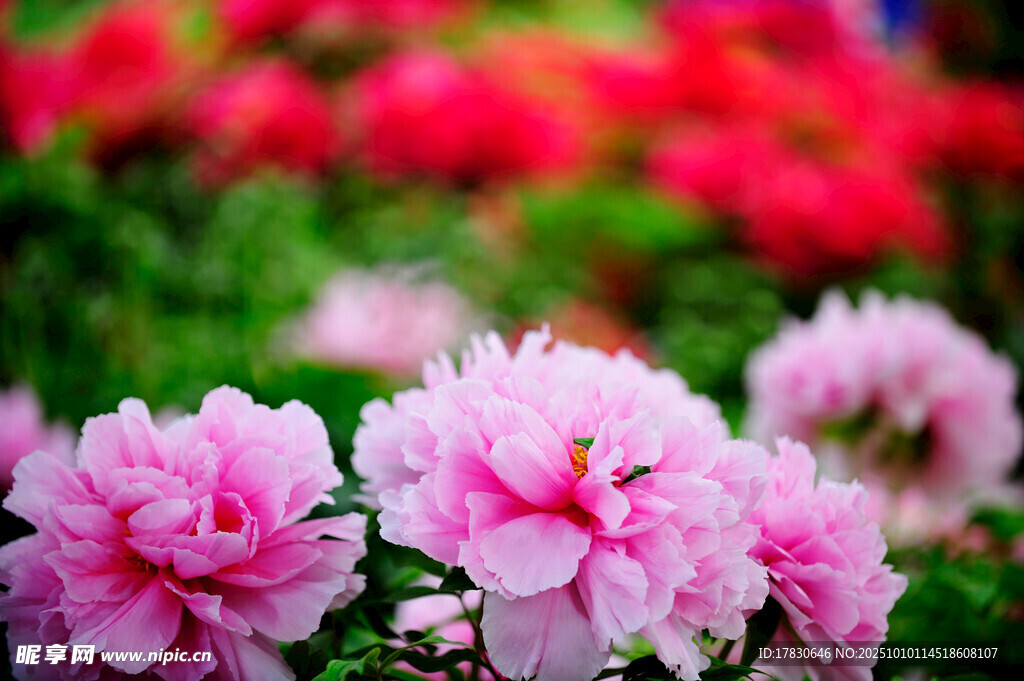 牡丹花