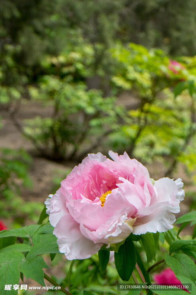 牡丹花