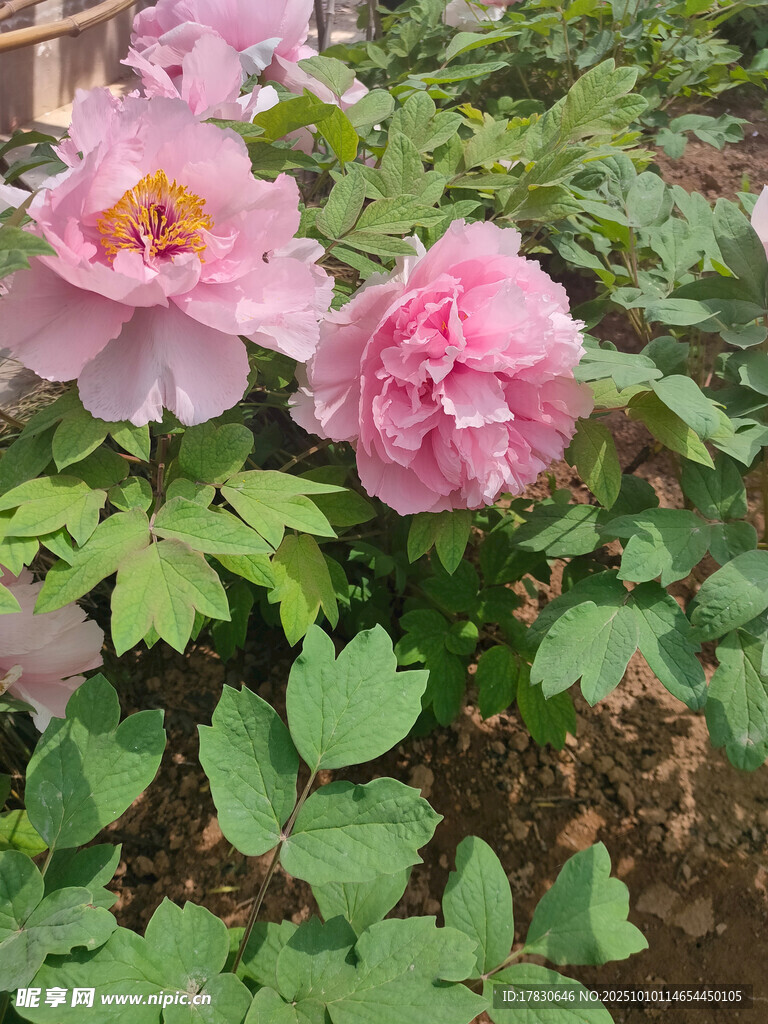 牡丹花