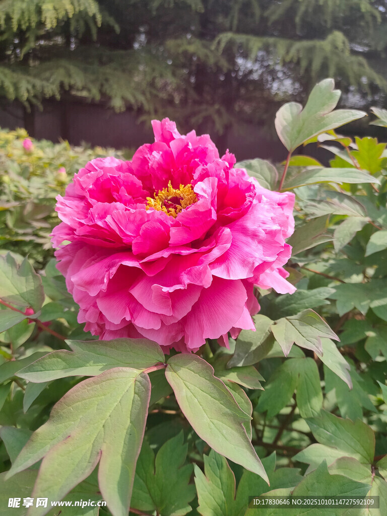 牡丹花