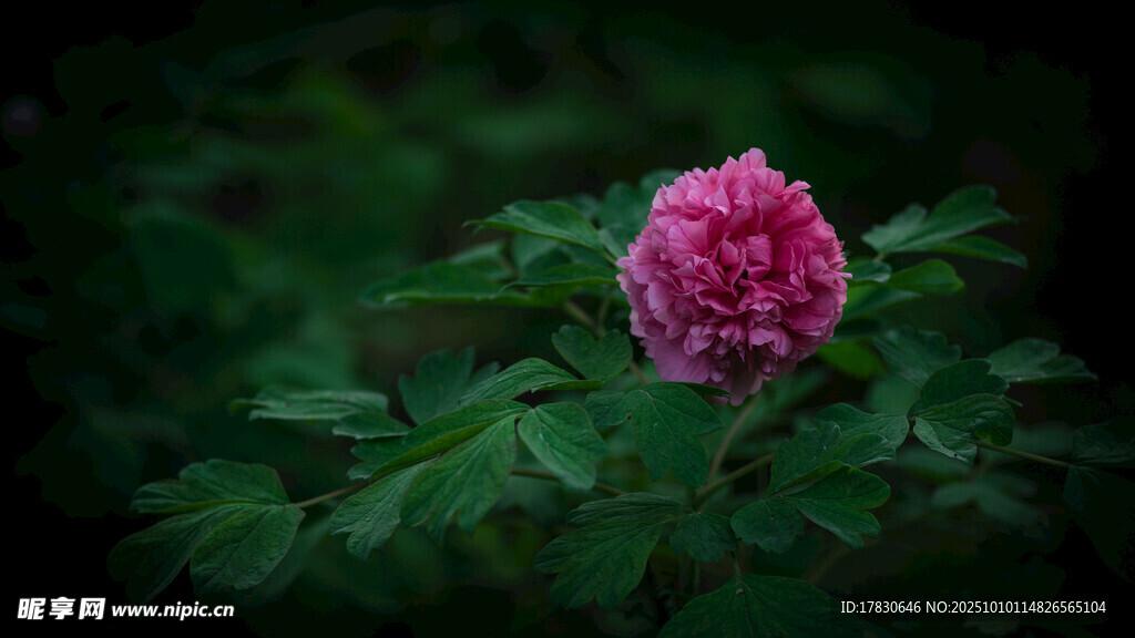 牡丹花