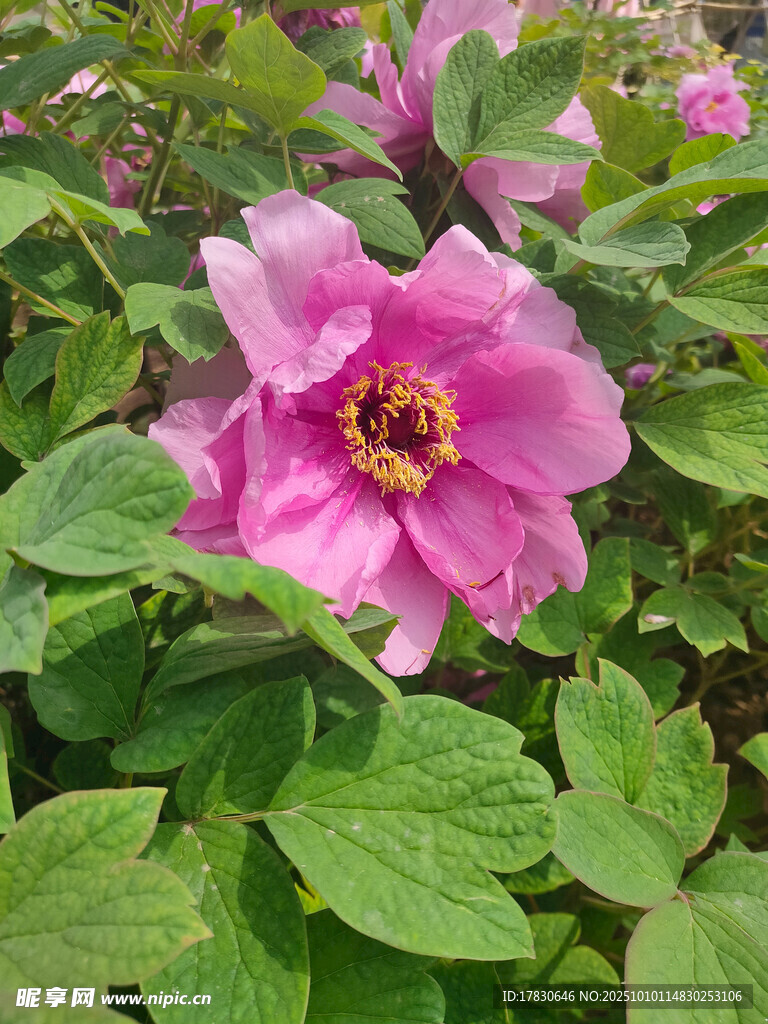 牡丹花